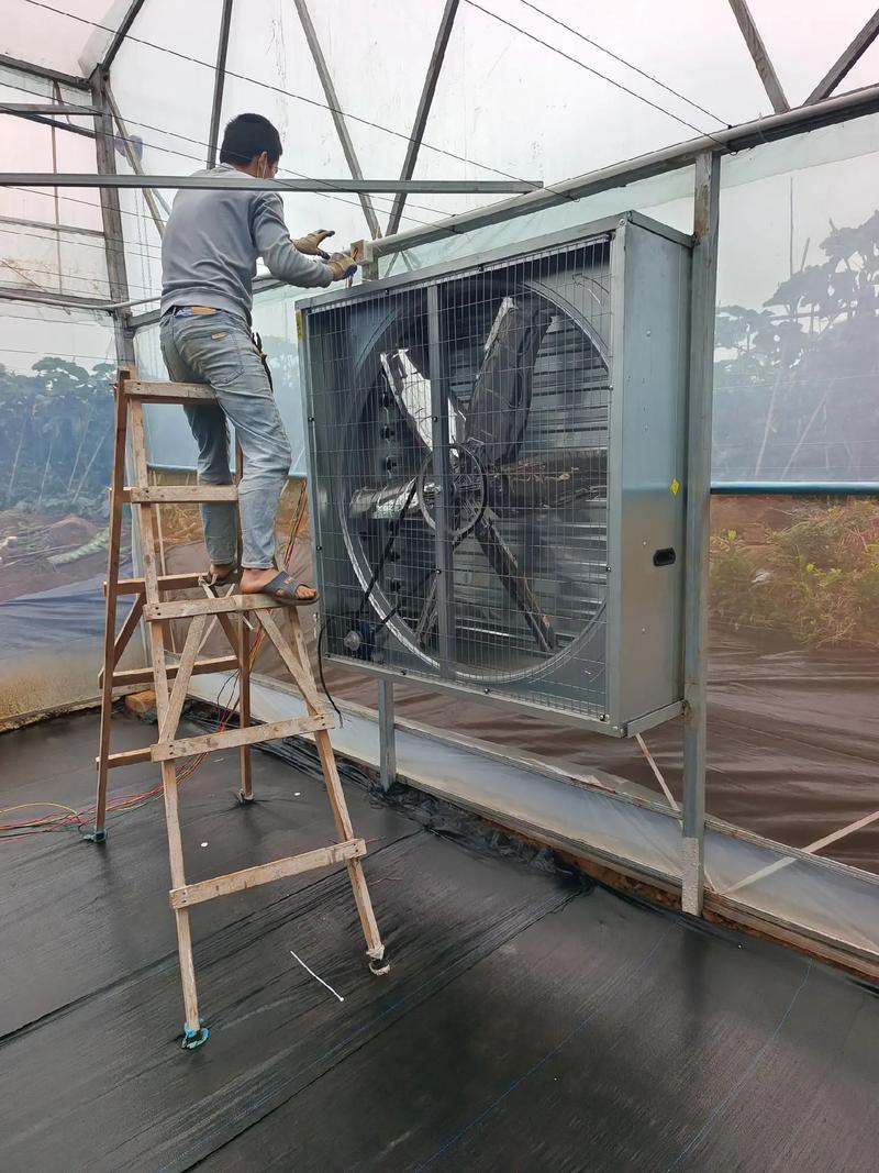 大棚里安装三箱电给风机抽热降低大棚